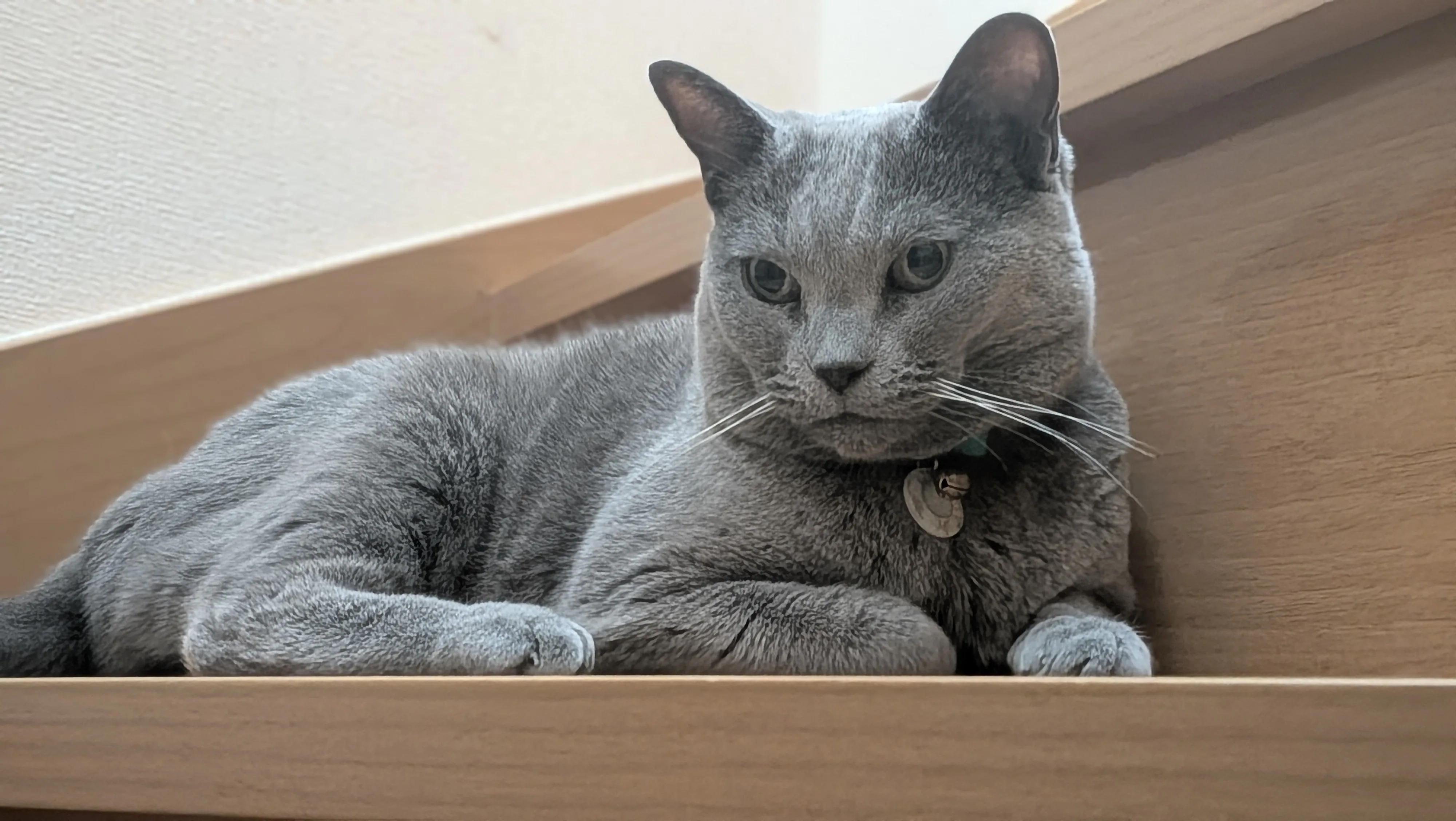 木の棚でくつろぐモイ